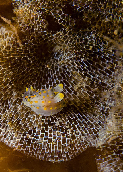 Nudi on a net